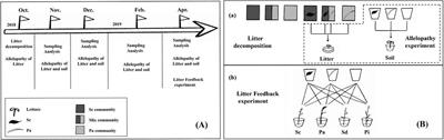 Early allelopathic input and later nutrient addition mediated by litter decomposition of invasive Solidago canadensis affect native plant and facilitate its invasion